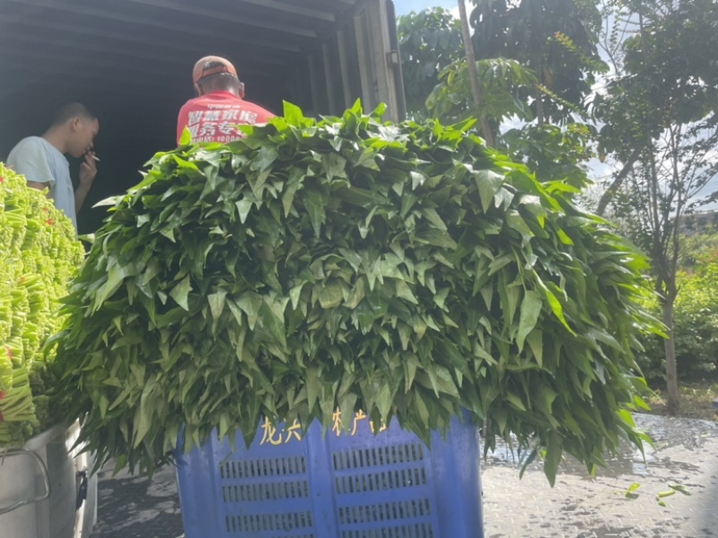 广东精品空心菜大量上市产地直发欢迎各位电商老板抢购