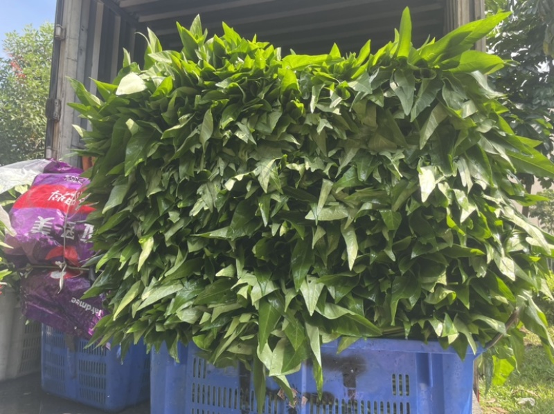 广东精品空心菜大量上市产地直发欢迎各位电商老板抢购