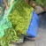 广东精品空心菜大量上市产地直发欢迎各位电商老板抢购