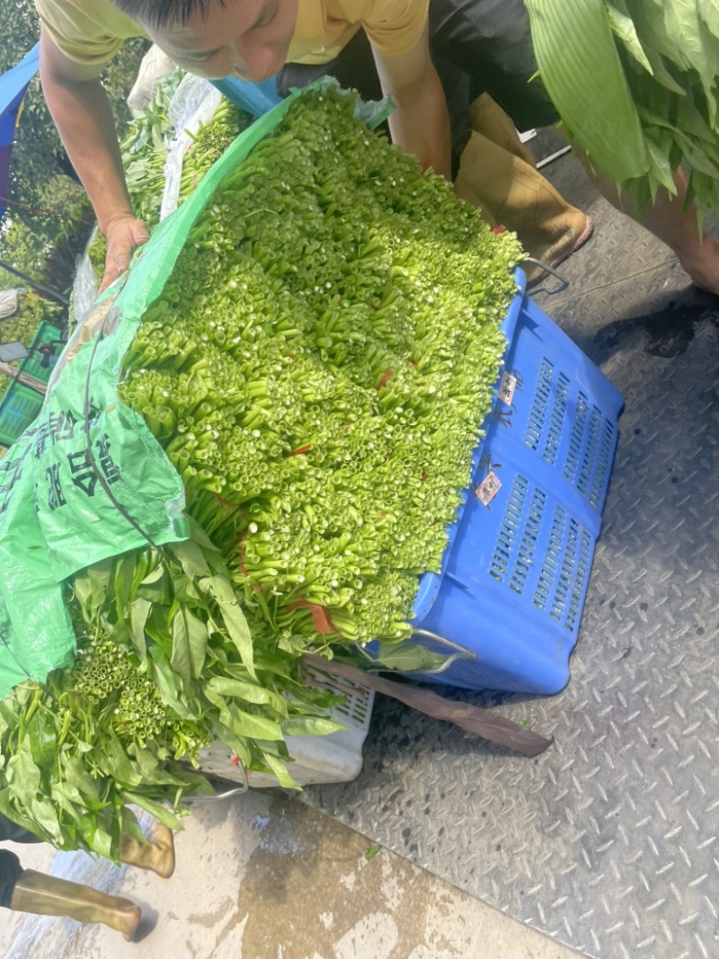 广东精品空心菜大量上市产地直发欢迎各位电商老板抢购
