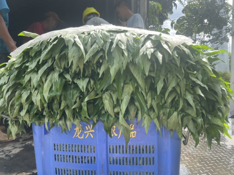 广东精品空心菜大量上市产地直发欢迎各位电商老板抢购