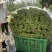 广东精品空心菜大量上市产地直发欢迎各位电商老板抢购