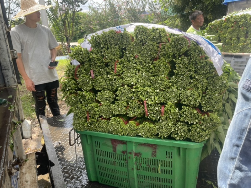 广东精品空心菜大量上市产地直发欢迎各位电商老板抢购