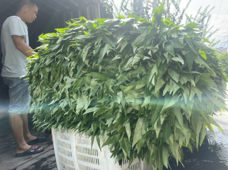 广东精品空心菜大量上市产地直发欢迎各位电商老板抢购