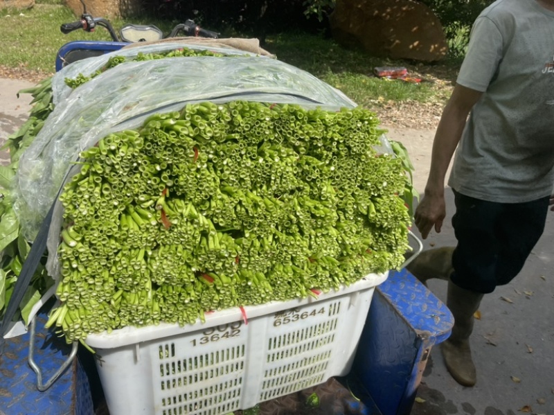 广东精品空心菜大量上市产地直发欢迎各位电商老板抢购