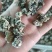 产地小核桃菌，猴脑菌玛卡菌松花菌泡发率高品质好口感脆嫩颜