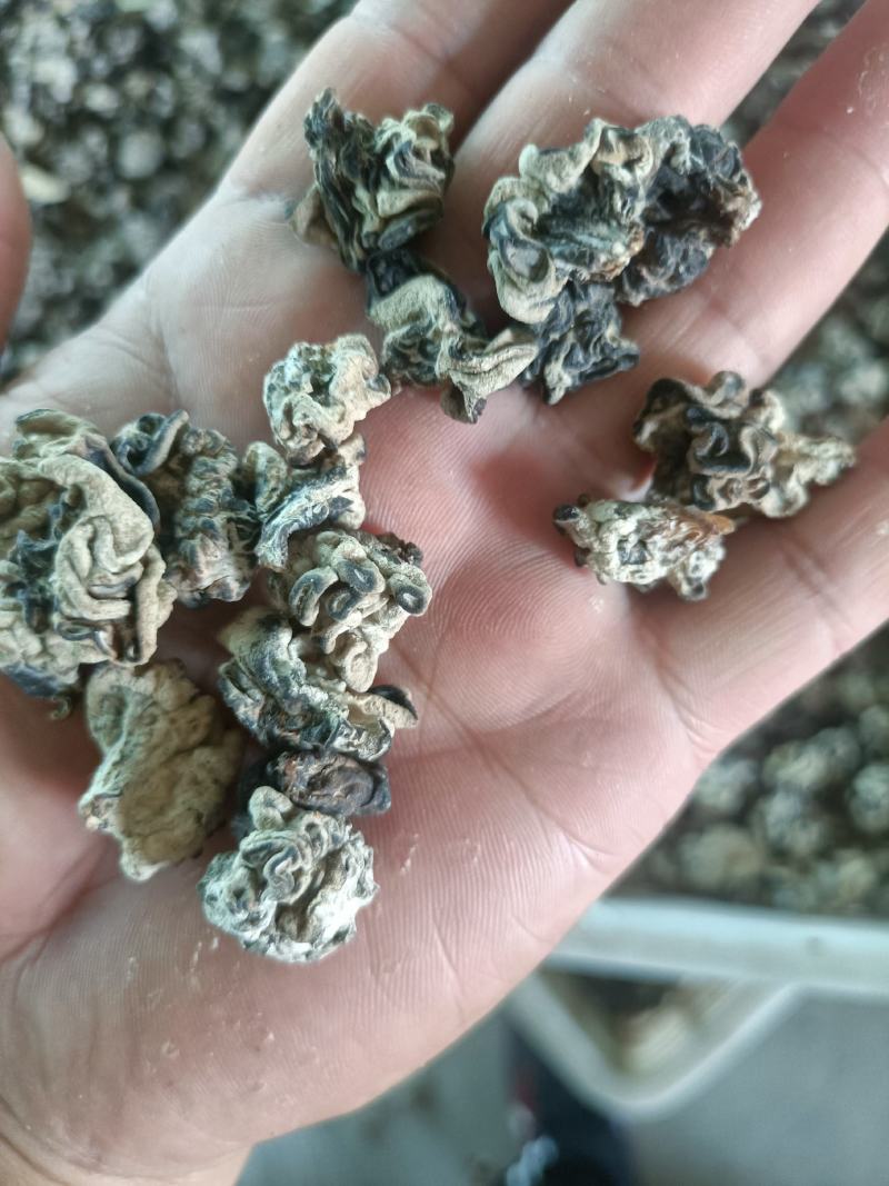 产地小核桃菌，猴脑菌玛卡菌松花菌泡发率高品质好口感脆嫩颜