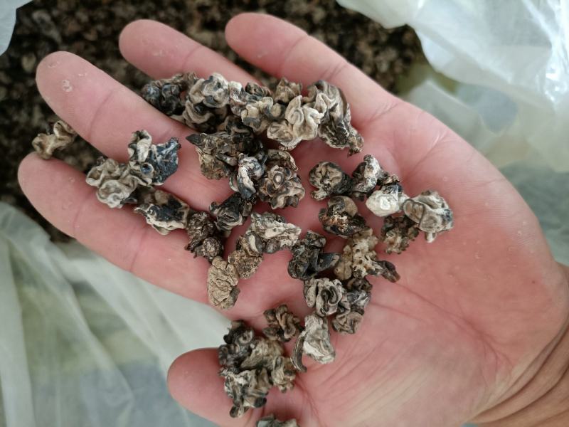 产地小核桃菌，猴脑菌玛卡菌松花菌泡发率高品质好口感脆嫩颜