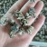 产地小核桃菌，猴脑菌玛卡菌松花菌泡发率高品质好口感脆嫩颜