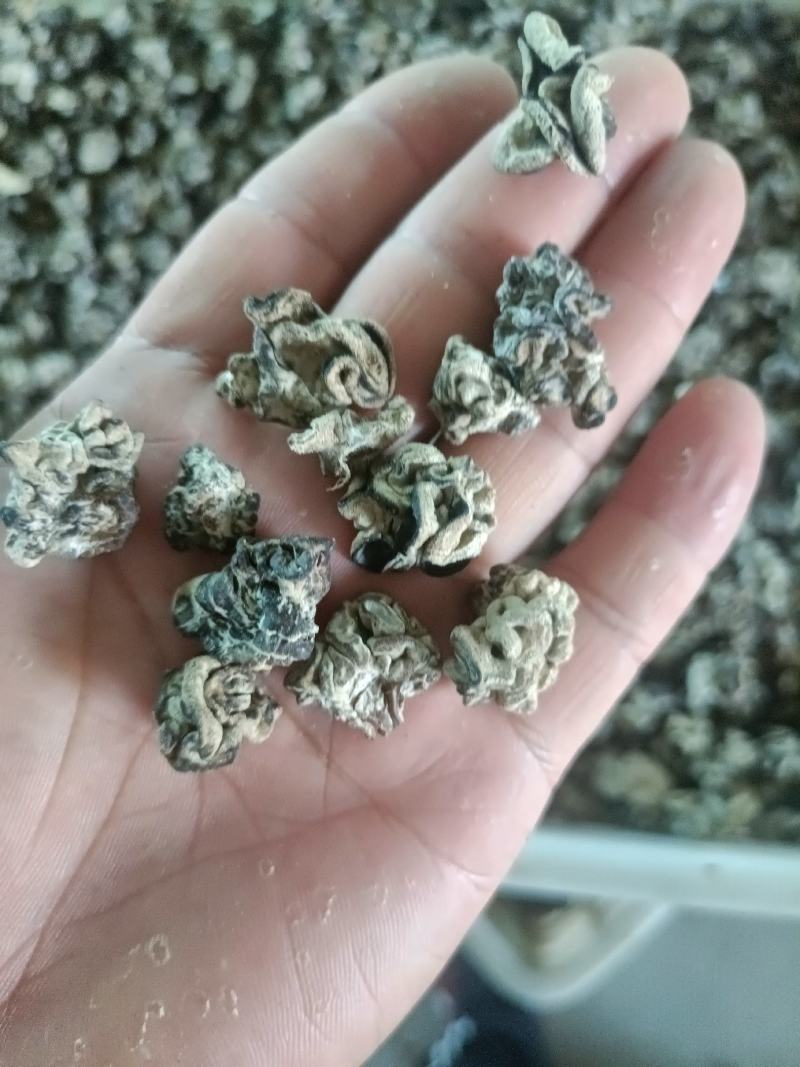 产地小核桃菌，猴脑菌玛卡菌松花菌泡发率高品质好口感脆嫩颜