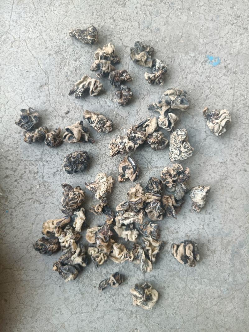 产地小核桃菌，猴脑菌玛卡菌松花菌泡发率高品质好口感脆嫩颜