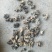 产地小核桃菌，猴脑菌玛卡菌松花菌泡发率高品质好口感脆嫩颜