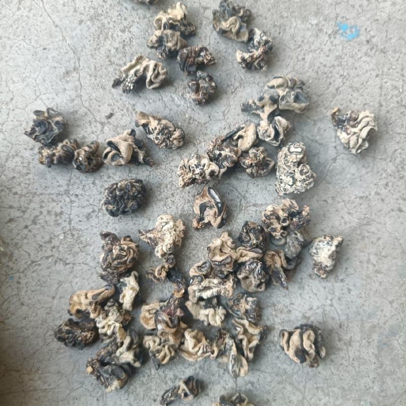 产地小核桃菌，猴脑菌玛卡菌松花菌泡发率高品质好口感脆嫩颜