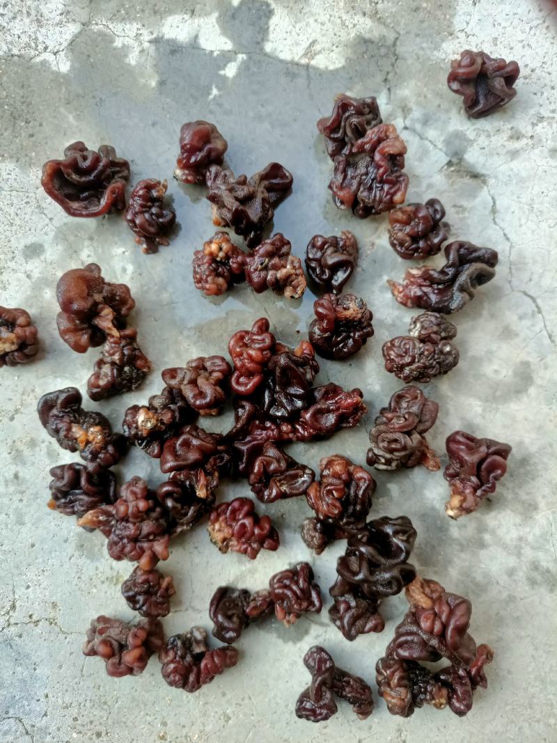 产地小核桃菌，猴脑菌玛卡菌松花菌泡发率高品质好口感脆嫩颜