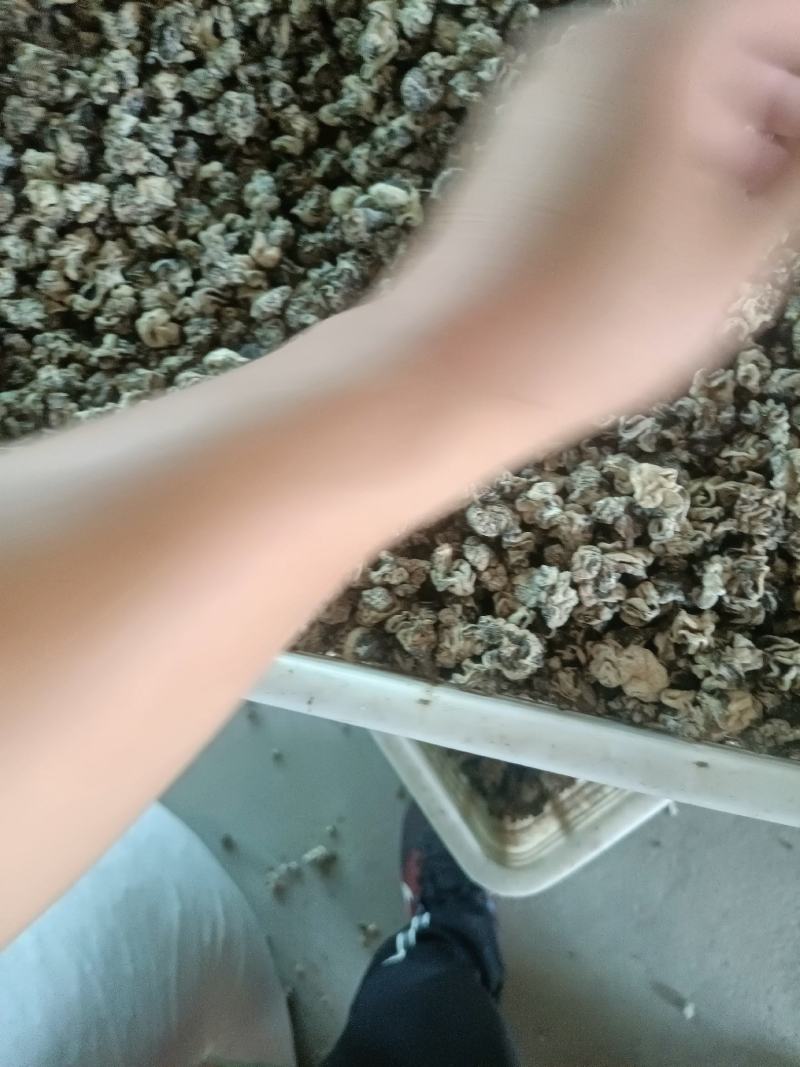 产地小核桃菌，猴脑菌玛卡菌松花菌泡发率高品质好口感脆嫩颜