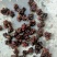 产地小核桃菌，猴脑菌玛卡菌松花菌泡发率高品质好口感脆嫩颜