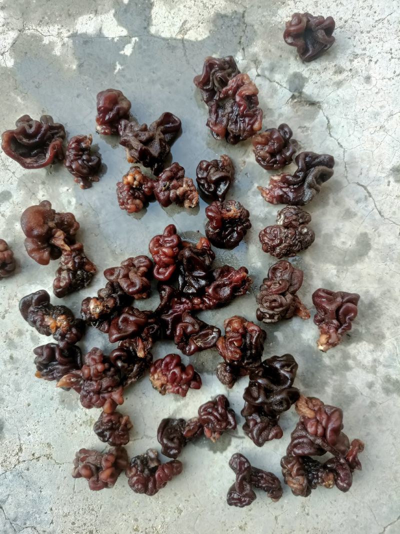 产地小核桃菌，猴脑菌玛卡菌松花菌泡发率高品质好口感脆嫩颜