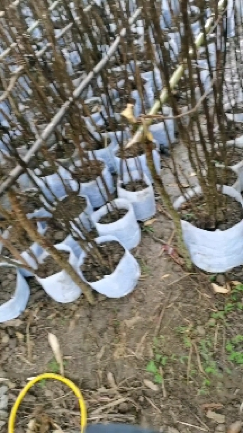 层次感南天竹