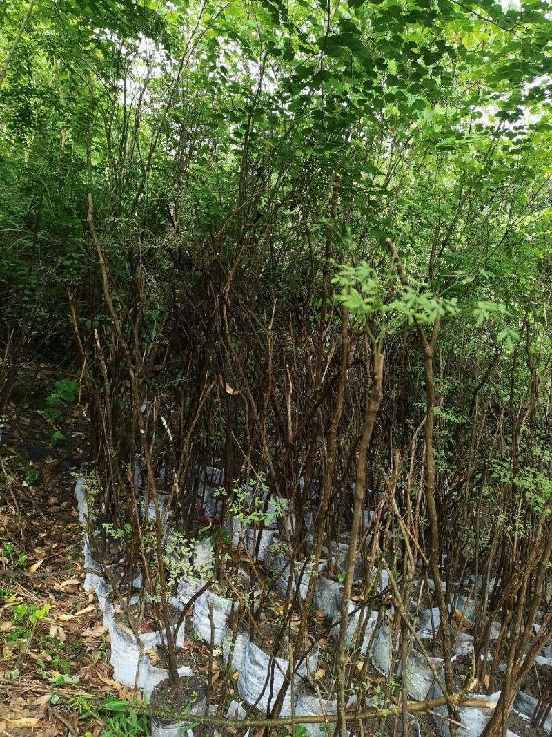 层次感南天竹