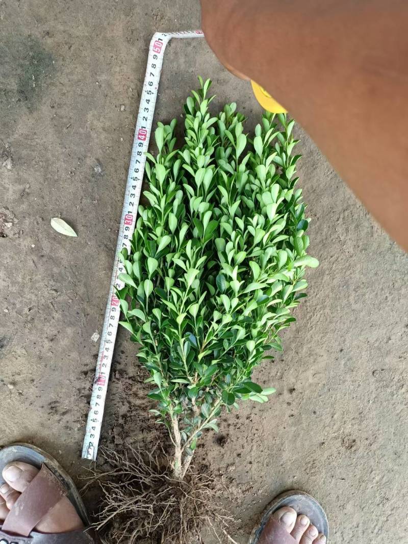 瓜子黄杨小苗50万棵自家苗圃无中介