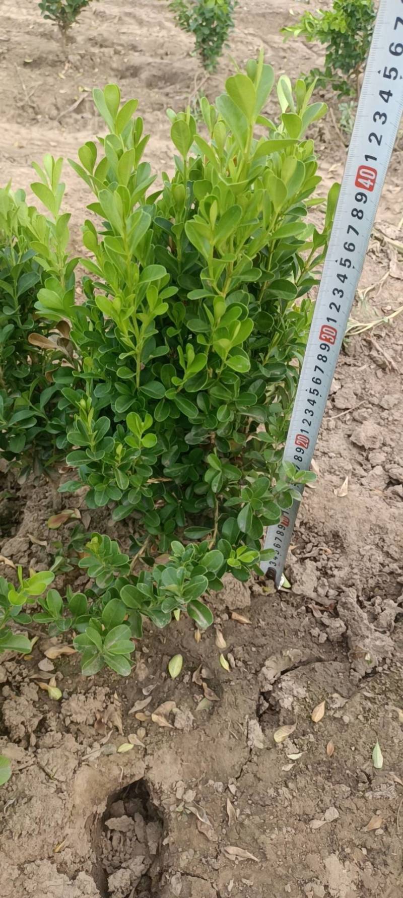 瓜子黄杨小苗50万棵自家苗圃无中介