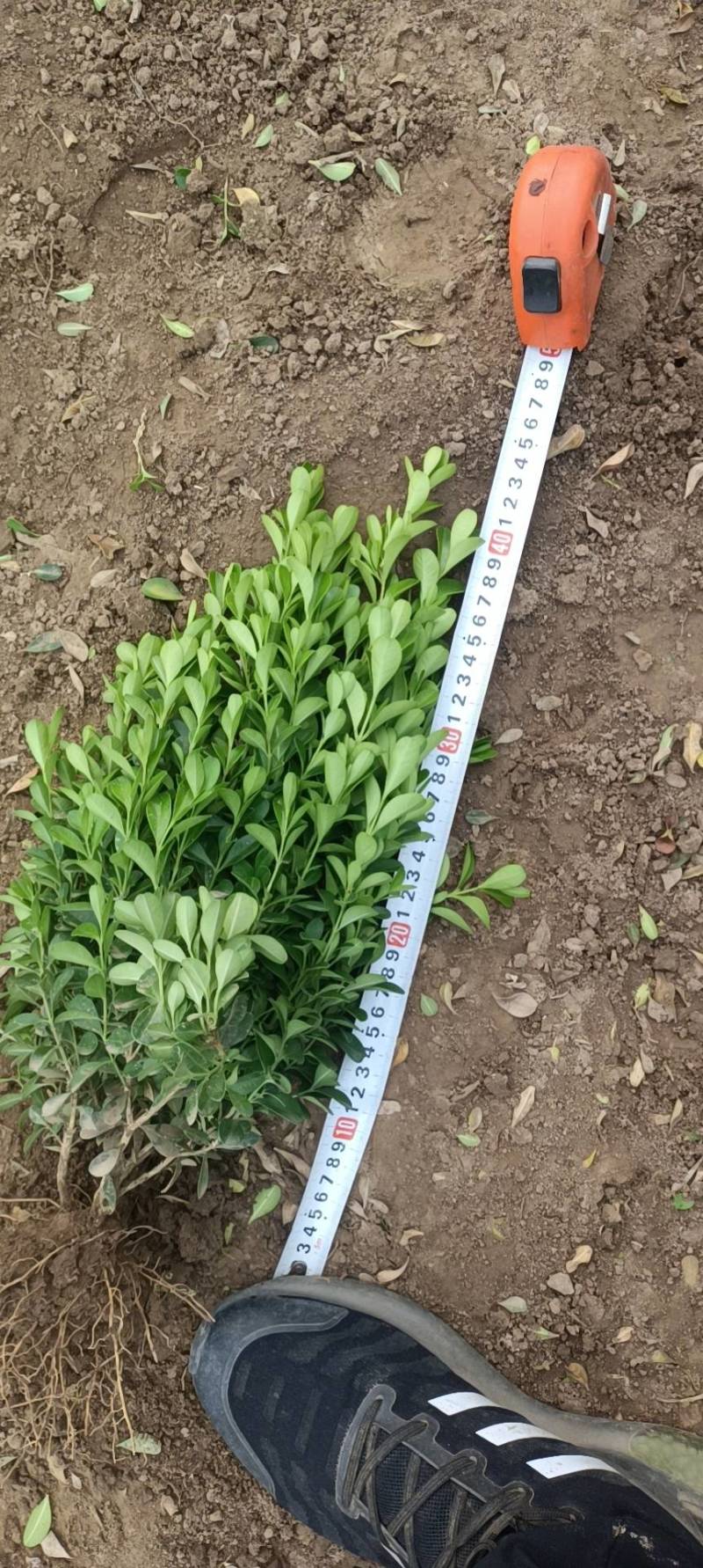 瓜子黄杨小苗50万棵自家苗圃无中介