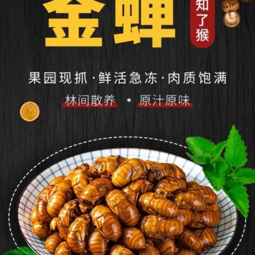 金蝉鲜了