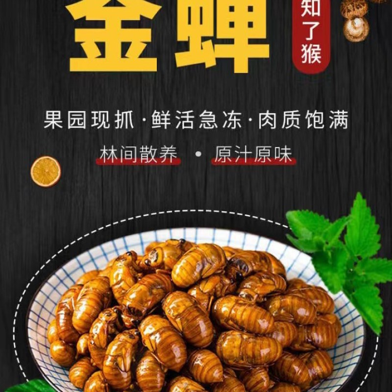金蝉鲜了