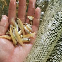 俄罗斯金丝草鱼苗价格高好养殖可观赏经济大规模养殖。