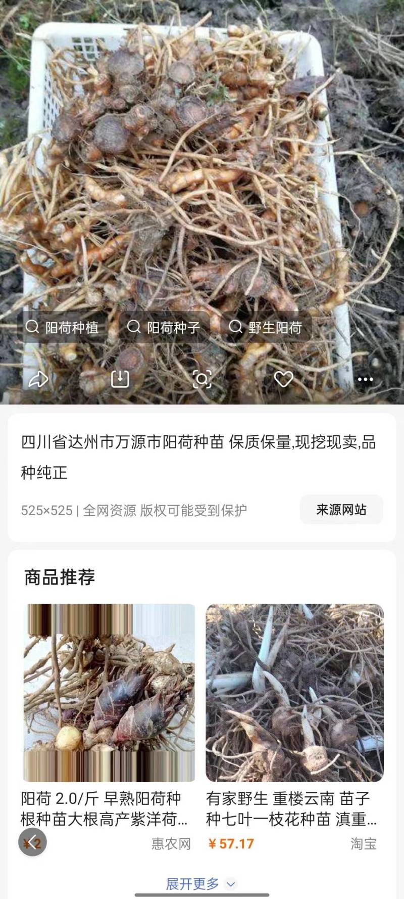 阳荷