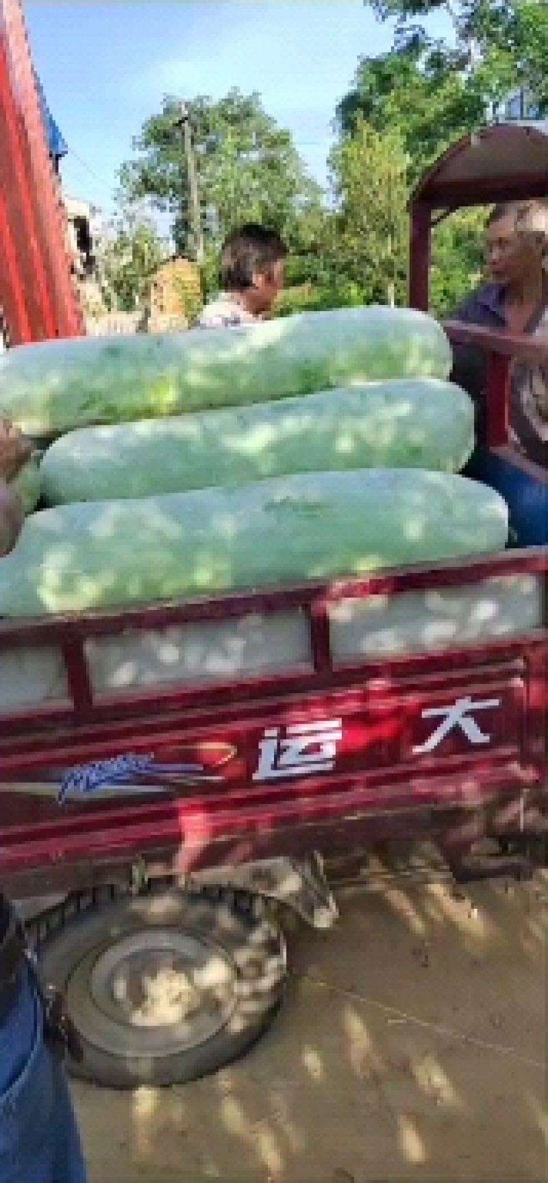 精品白皮冬瓜，产地直发，价格优惠，品质保证，一条龙服务