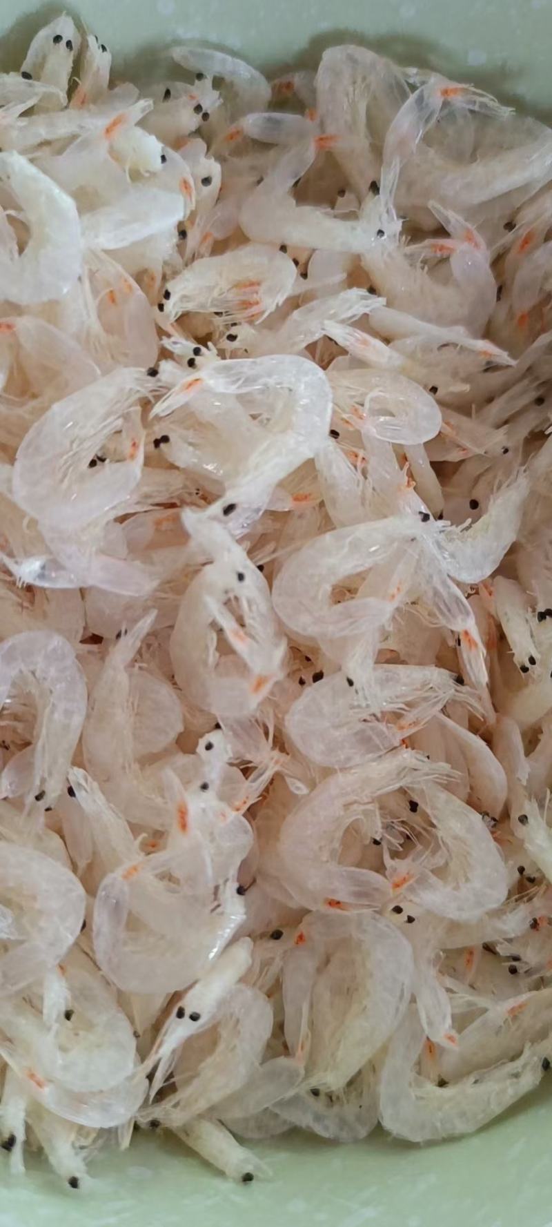一件代发淡干无盐虾皮质量有保证