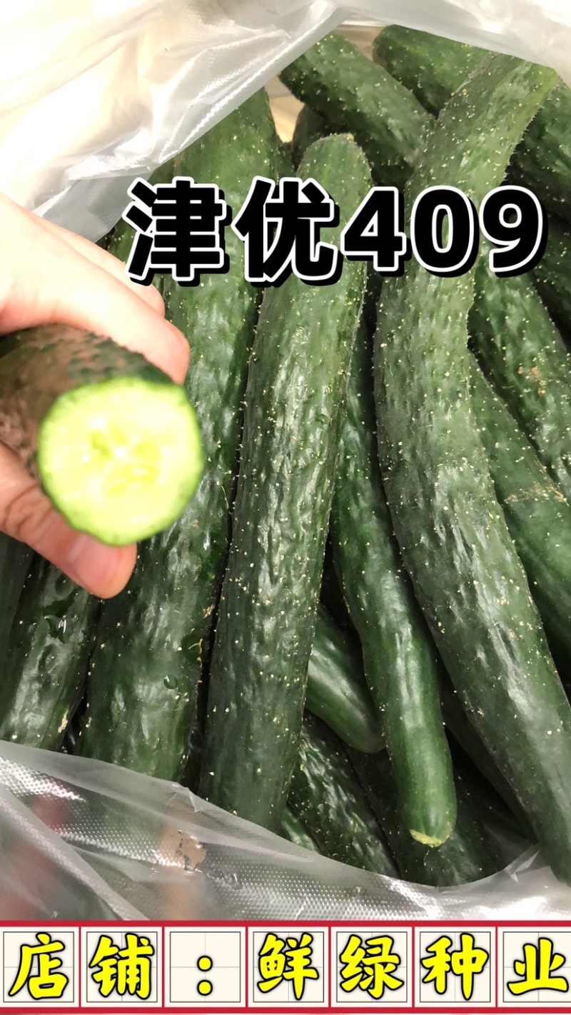 津优409：露地黄瓜、瓜条亮绿、把短条直、抗病性强