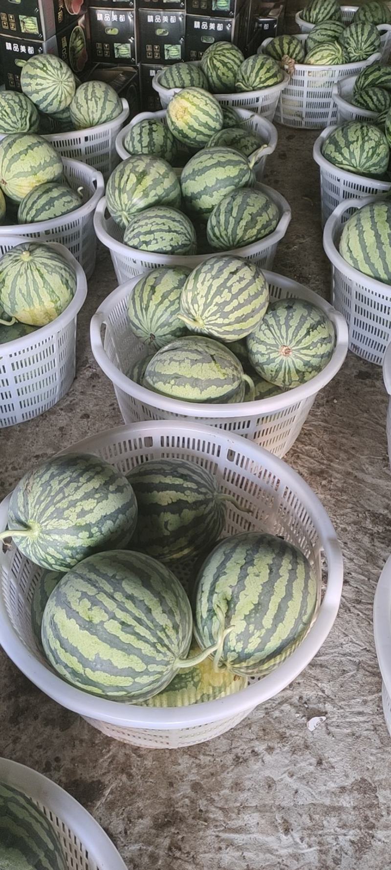 大棚美都西瓜正宗麒麟