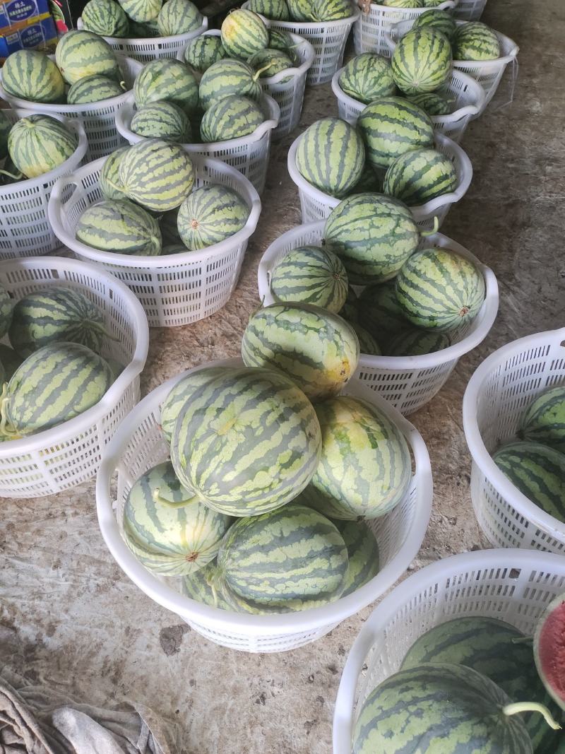 大棚美都西瓜正宗麒麟