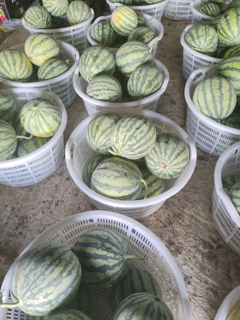 大棚美都西瓜正宗麒麟
