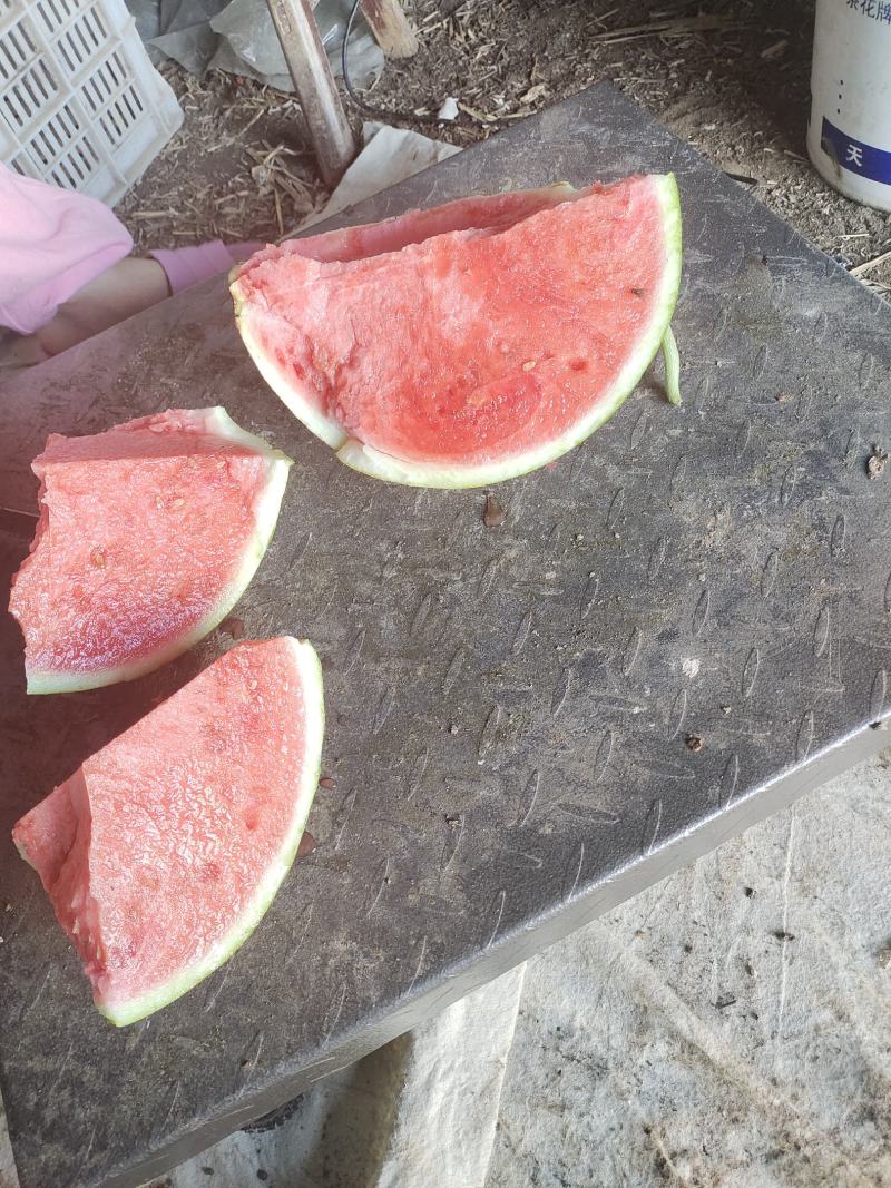 大棚美都西瓜正宗麒麟