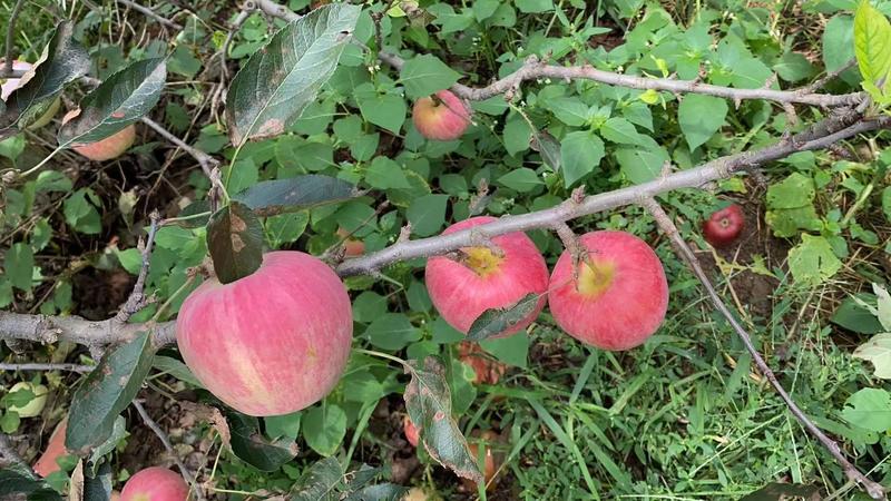 山东美八苹果新鲜采摘，水分多甜，现大量上市，货源充足！