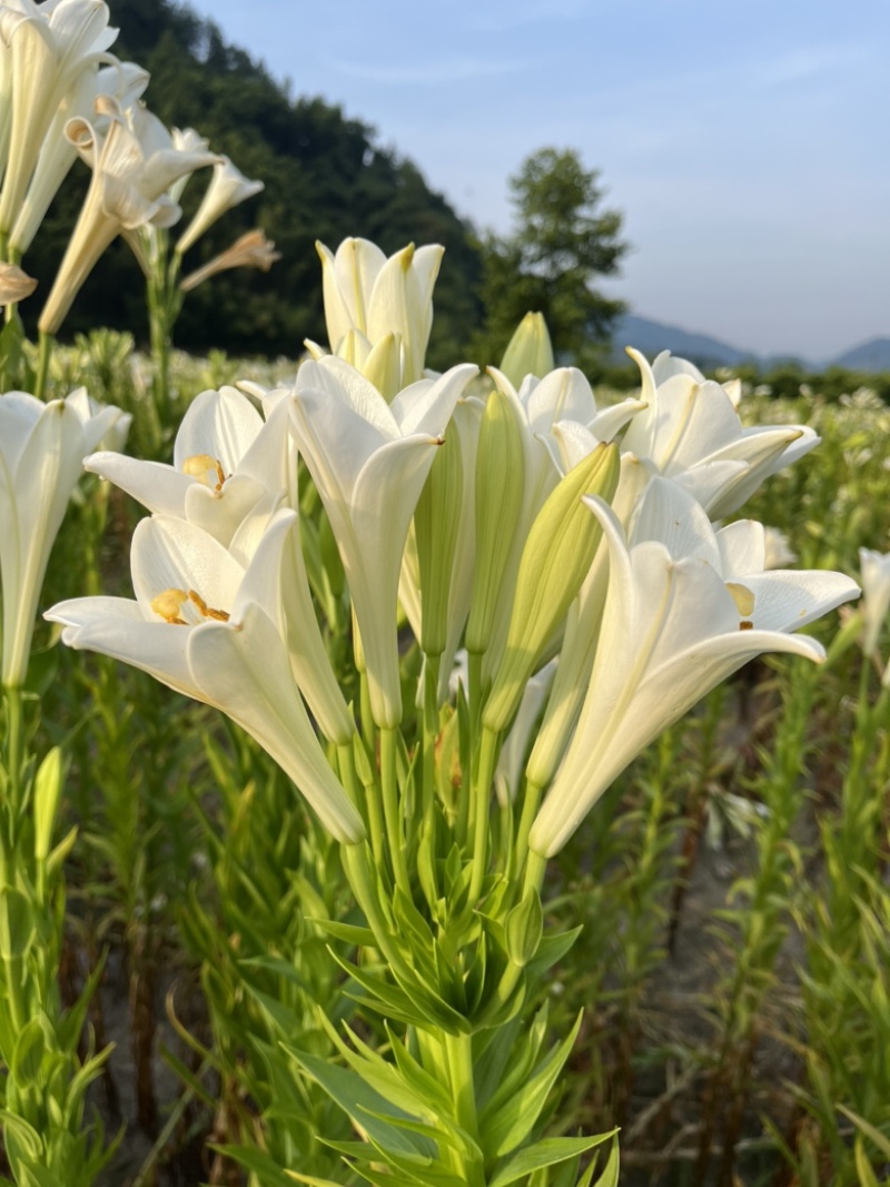 麝香百合铁跑百合花种球是一款完全直立的切花品种。优雅