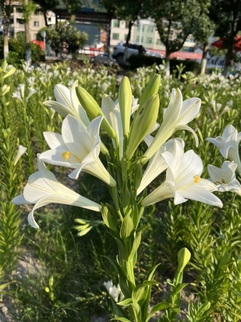 麝香百合铁跑百合花种球是一款完全直立的切花品种。优雅
