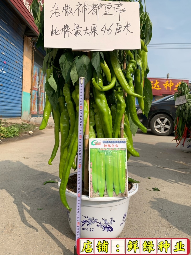 神都皇帝：早熟大果型黄皮羊角椒，光滑顺直，色泽亮黄