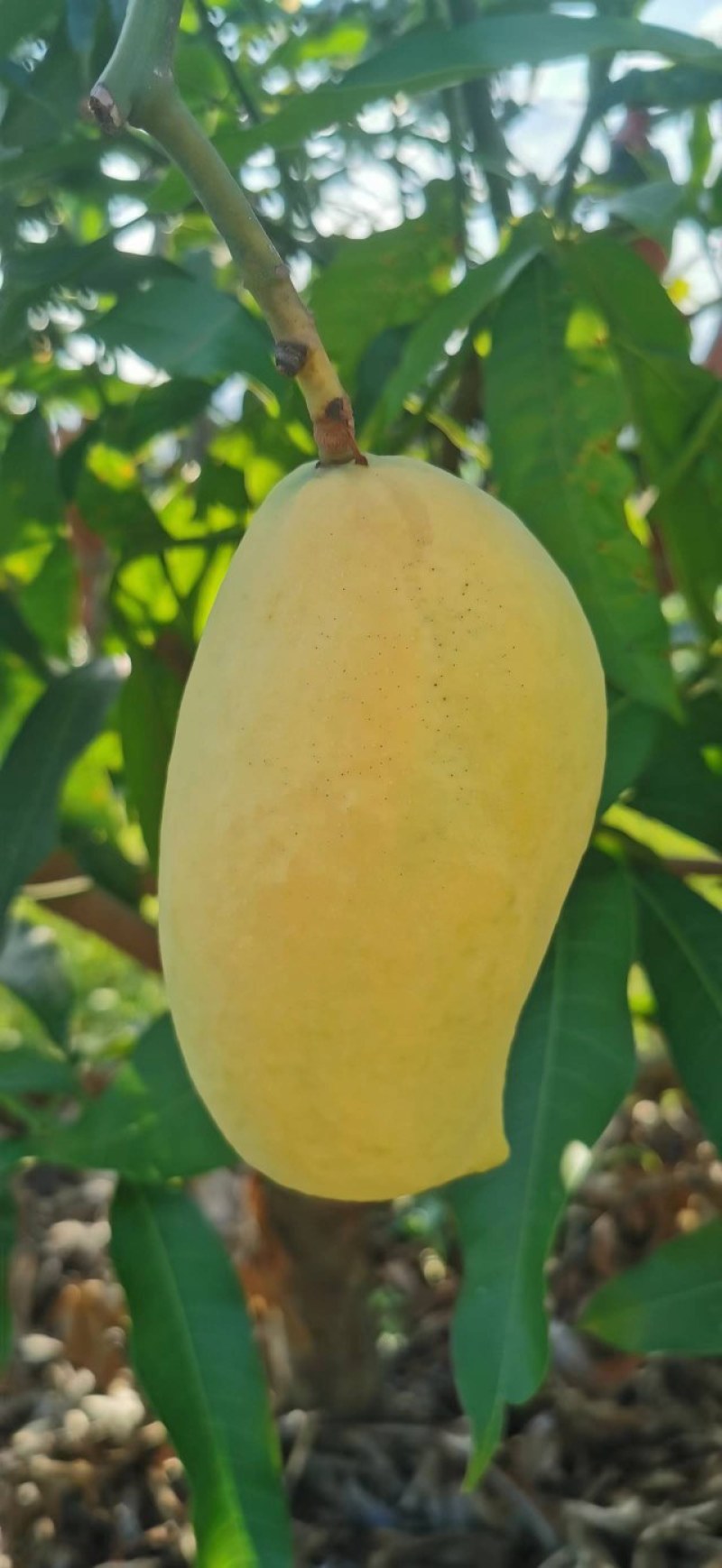 漂亮的妞