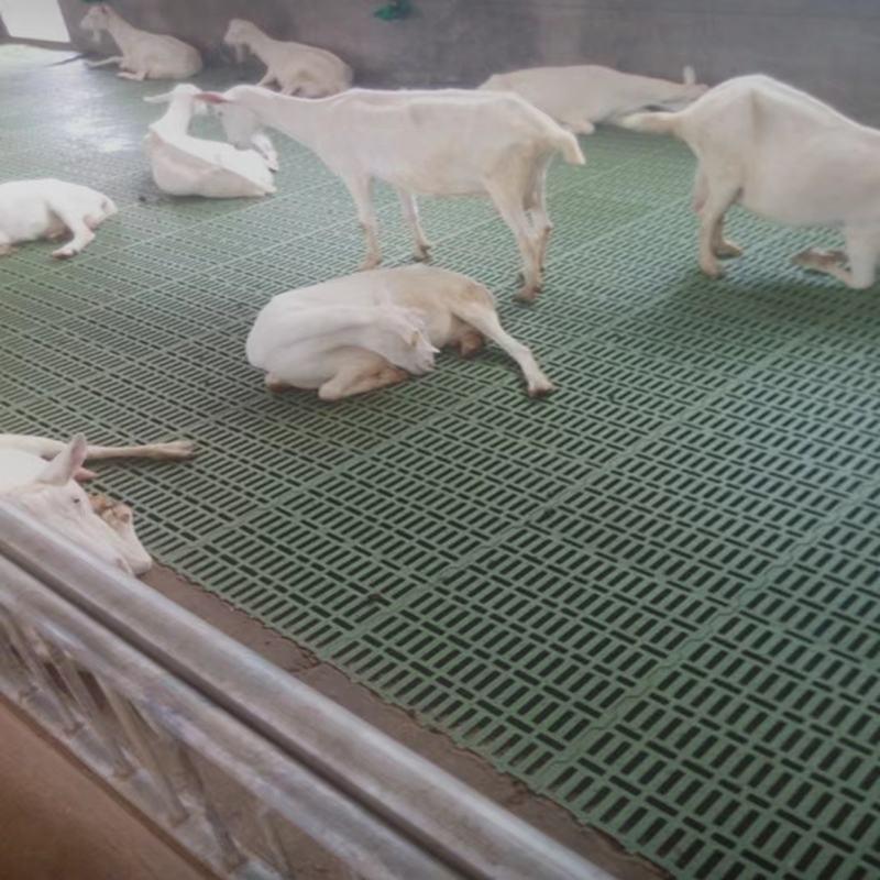加厚养羊专用羊舍羊场羊床漏粪板塑料接粪板大型羊用仔猪保育