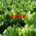 芥菜干咸菜干农家自制晒干梅菜扣肉散装500g干货湖南福建