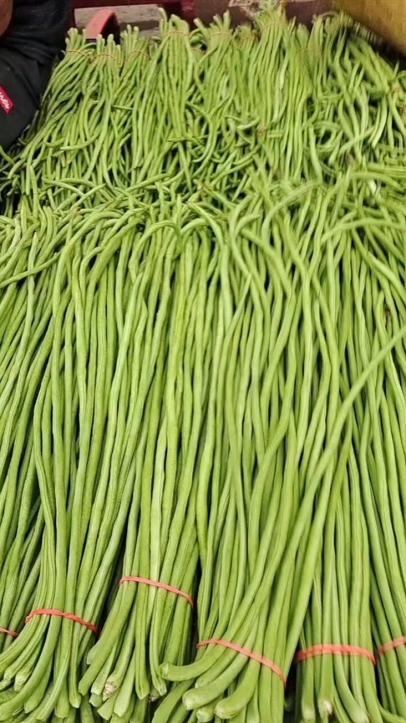 河南长豆角大量供应颜色绿条型直代发全国无虫眼欢迎来电