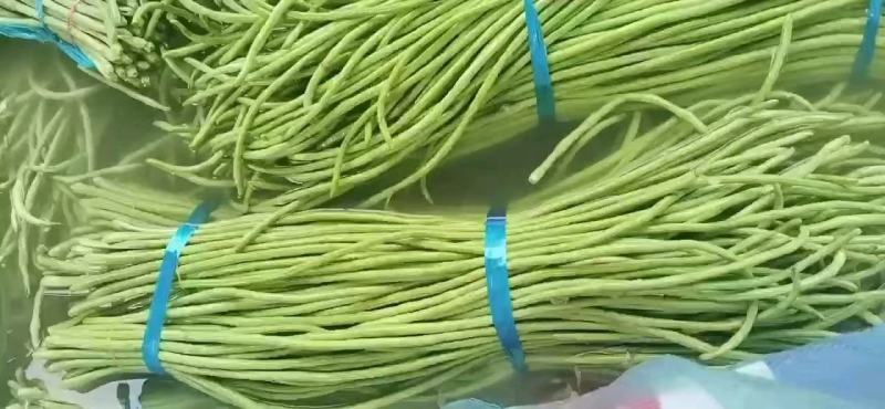 河南长豆角大量供应颜色绿条型直代发全国无虫眼欢迎来电