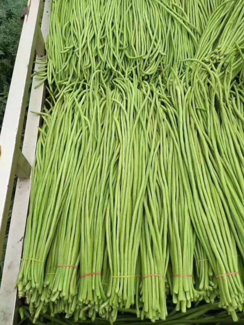 河南长豆角大量供应颜色绿条型直代发全国无虫眼欢迎来电
