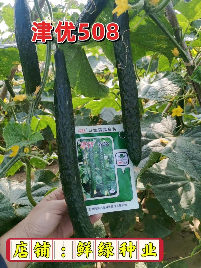 津优508：耐热性好、瓜色深绿、口感脆甜、丰产潜力大