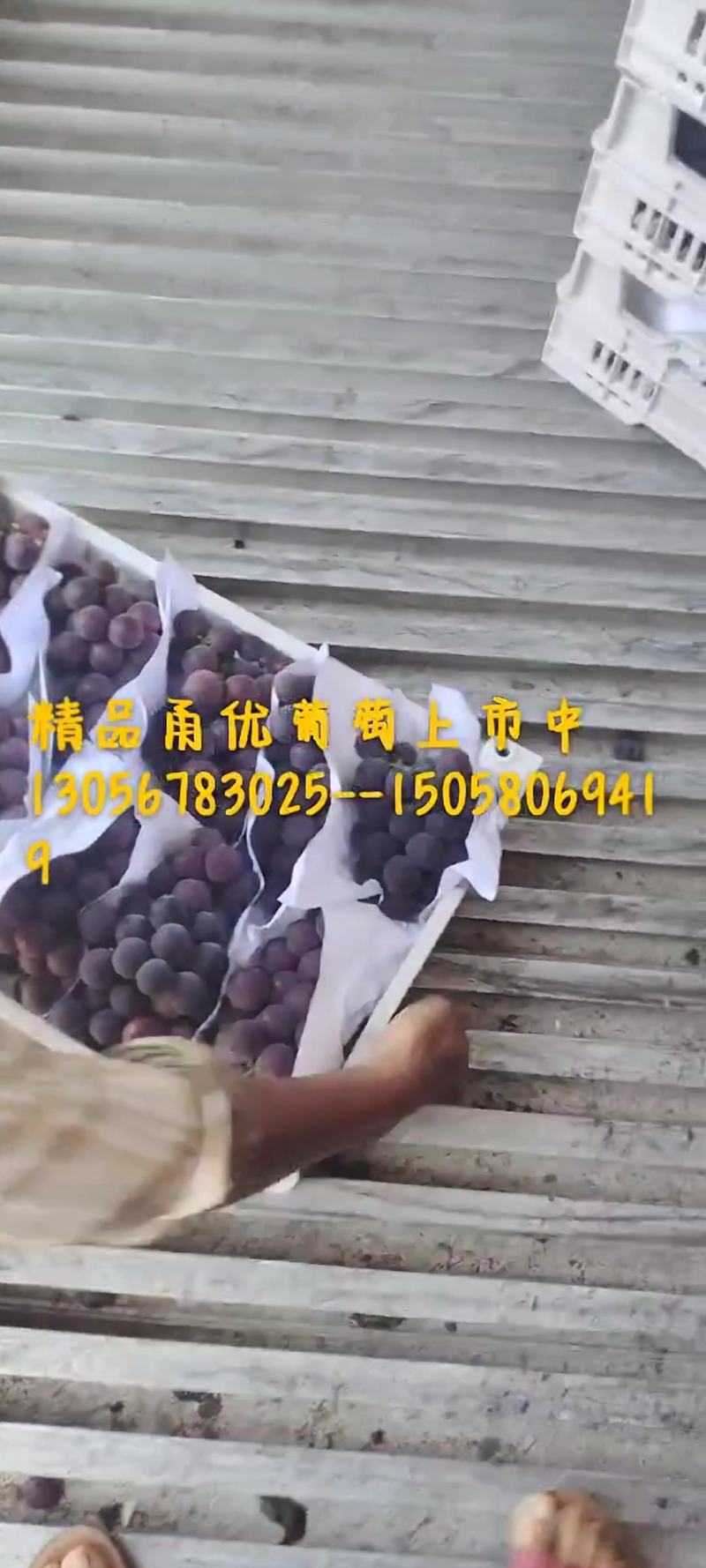 甬优葡萄5%以下1~2斤
