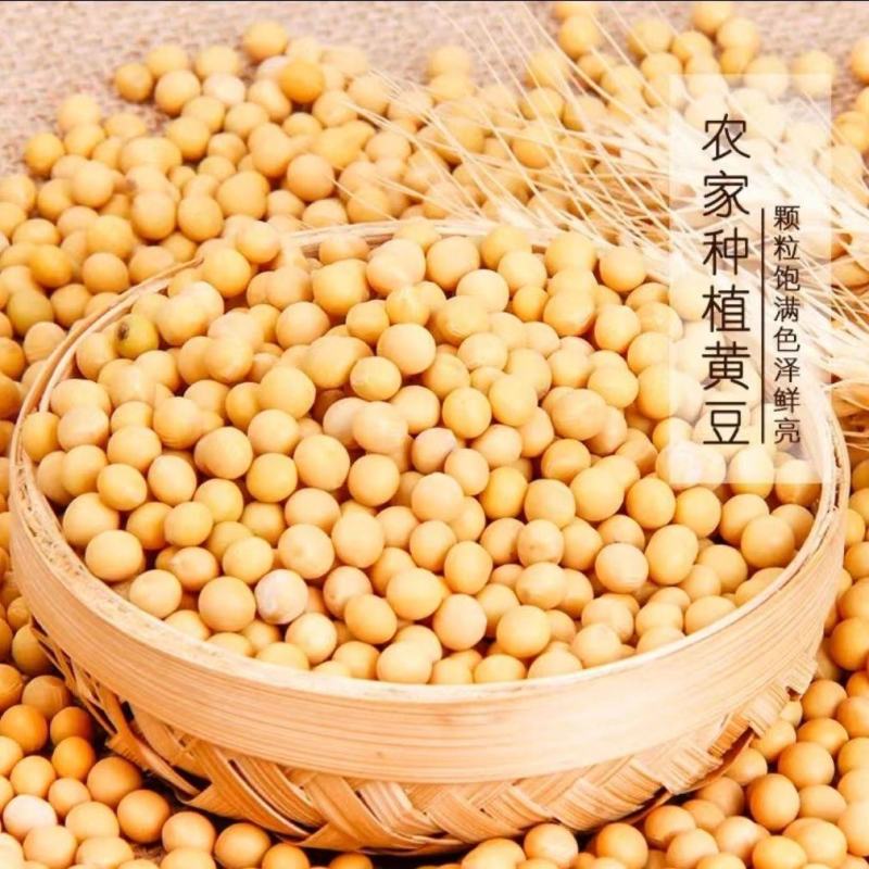 去皮黄豆非转基因真正脱皮黄豆做豆腐豆豉酱豆打豆浆批发直
